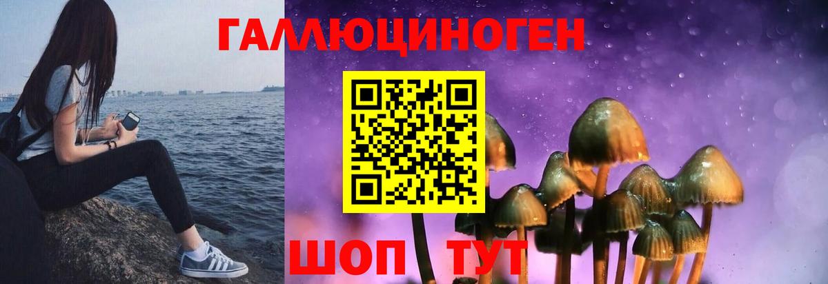 Псилоцибиновые грибы Psilocybe Сыктывкар